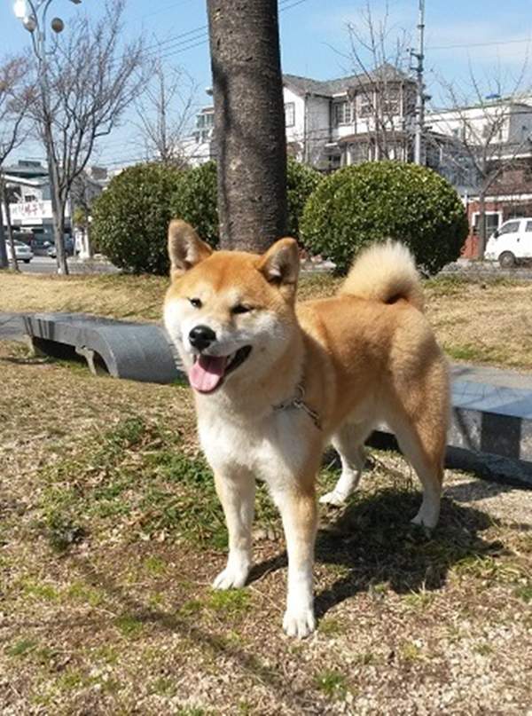 饲主分享萌宠柴犬饲成长纪录 柴犬萌行为令人爱到不行