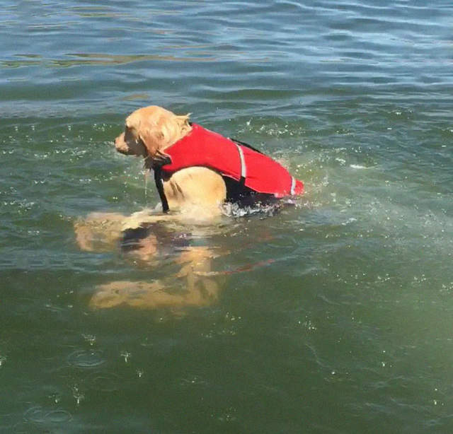 一张“狗淹人类”图遭疯传 萌犬举起狗爪“行凶”