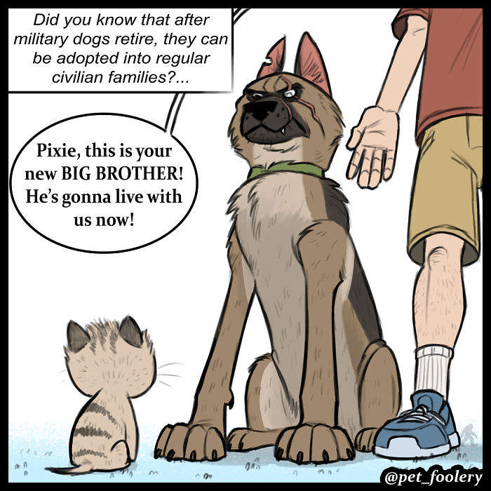 最新动物漫画《小精灵与布鲁托》 退役德国牧羊犬与小猫暖心故事