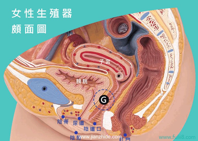 猫友一定要懂！图解女性G点与其他的高潮点！