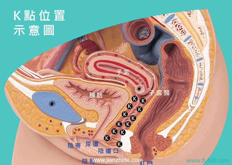 猫友一定要懂！图解女性G点与其他的高潮点！