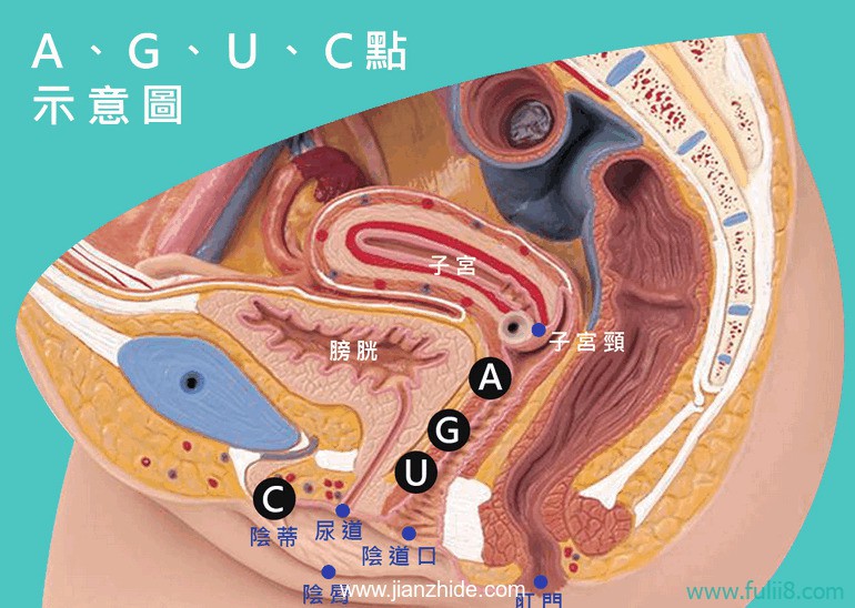 猫友一定要懂！图解女性G点与其他的高潮点！