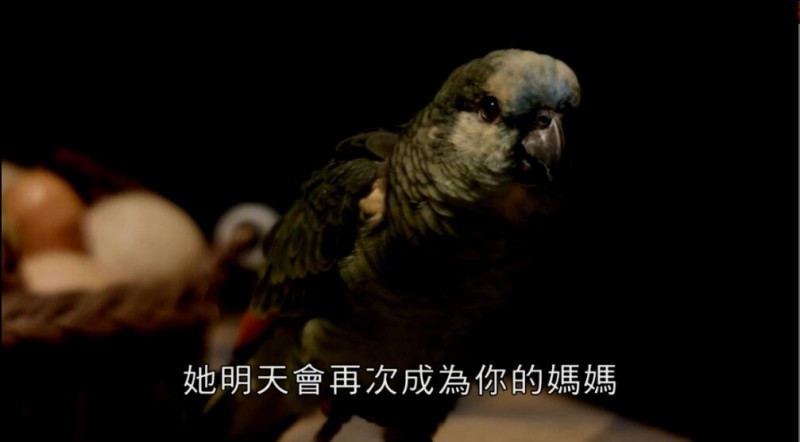 [鹦鹉老妈][HD-MP4/1.4G][中文字幕][720P][奇异家人变身动物]