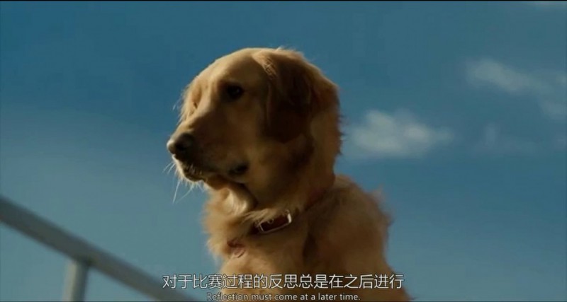 [我在雨中等你][DVD-MP4/1.8G][英语中字][借狗狗的眼看人类的悲欢离合]