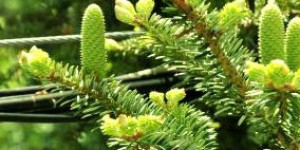 【日本冷杉】Nongfu Spring 日本冷杉