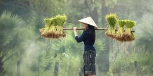 【迈博体育myball】穿成残疾大佬的佛系锦鲤 他低吼着在她体内冲刺陈楚