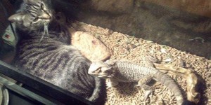 猫与水族箱的奇葩照片 喵星人与蜥蜴一起睡觉