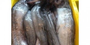 楊丞琳吃的豆腐魚「台灣也有」！樣貌、台式經典吃法曝光　口感超特殊