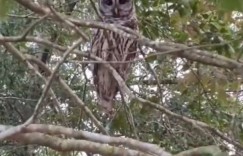 谢谢你们帮助我！救援《超呆萌受伤猫头鹰》水汪汪大眼求夫妻带我肥家！