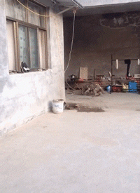 今年超两亿单身狗过七夕？猫友们可还好？