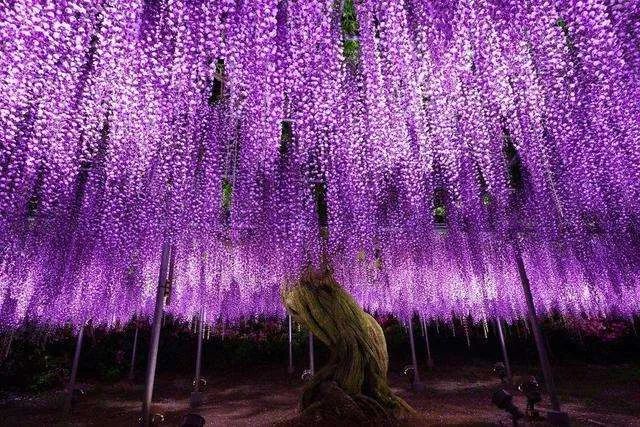 《鬼灭之刃》票房飙升 五大原型取景地成网红景点